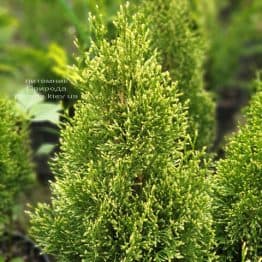 Туя західна Смарагд Вітбонд (Thuja occidentalis Smaragd Vitbond) ФОТО Розплідник рослин Природа (2)