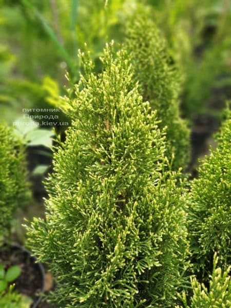 Туя западная Смарагд Витбонд (Thuja occidentalis Smaragd Vitbond) ФОТО Питомник растений Природа (2)