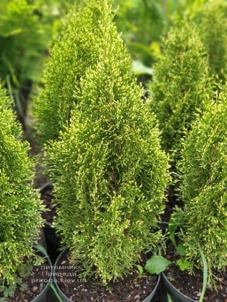 Туя западная Смарагд Витбонд (Thuja occidentalis Smaragd Vitbond) ФОТО Питомник растений Природа (3)