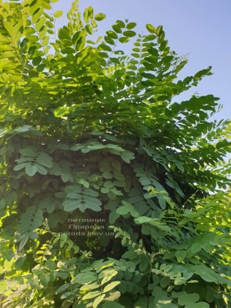 Робінія псевдоакація (Robinia pseudoacacia) ФОТО Розплідник рослин Природа (1)