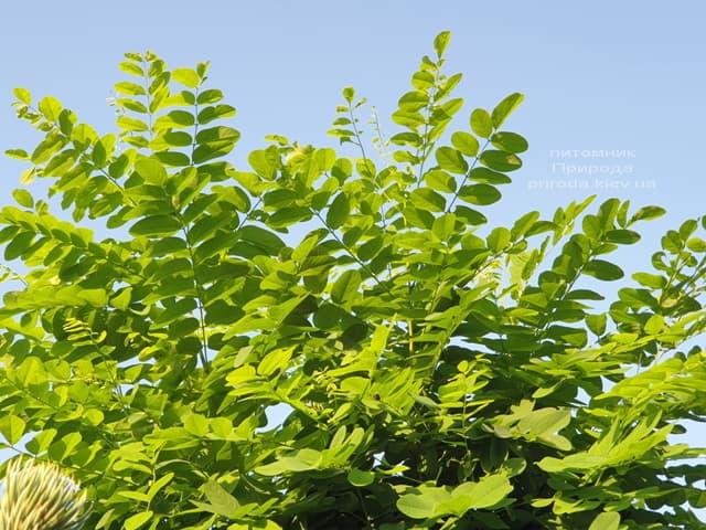 Робінія псевдоакація (Robinia pseudoacacia) ФОТО Розплідник рослин Природа (3)