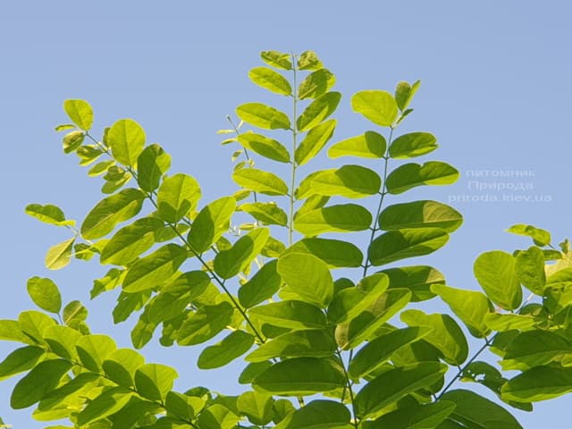 Робінія псевдоакація (Robinia pseudoacacia) ФОТО Розплідник рослин Природа (4)