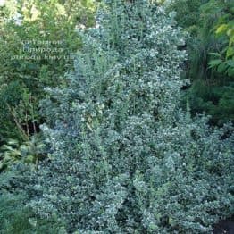 Бересклет Форчун Емералд Гаета (Euonymus fortunei Emerald Gaiety) ФОТО Розплідник рослин Природа (5)