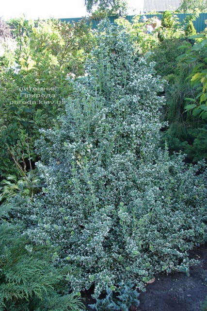 Бересклет Форчуна Эмералд Гаети (Euonymus fortunei Emerald Gaiety) ФОТО Питомник растений Природа (5)