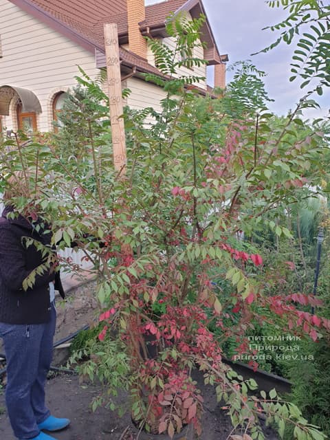 Бересклет крылатый (Euonymus alatus) ФОТО Питомник растений Природа (14)