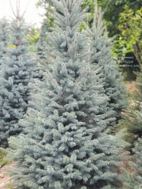 Ель голубая Глаука (Picea pungens Glauca) ФОТО Питомник растений Природа (81)