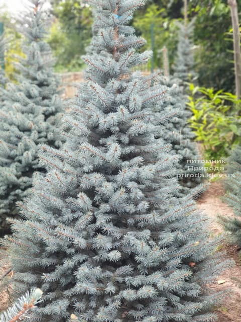 Ель голубая Глаука (Picea pungens Glauca) ФОТО Питомник растений Природа (82)
