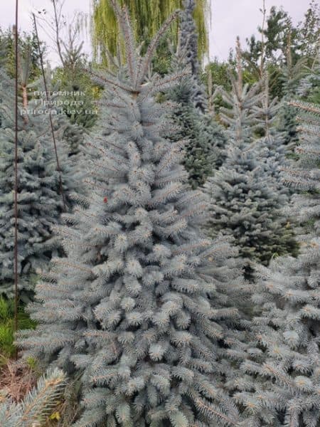 Ялина блакитна Глаука (Picea pungens Glauca) ФОТО Розплідник рослин Природа (84)