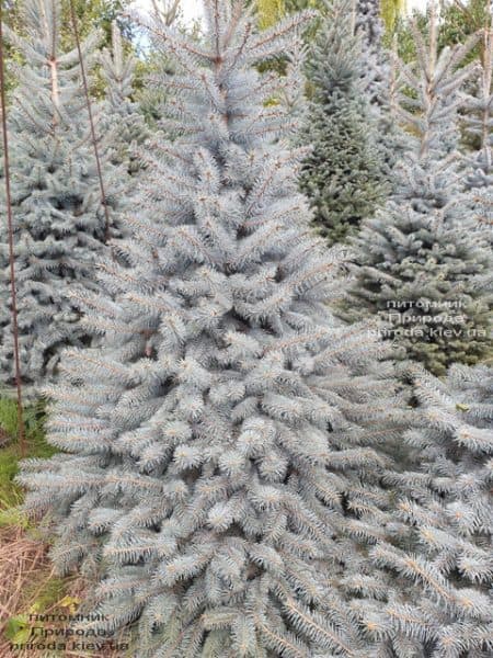 Ель голубая Глаука (Picea pungens Glauca) ФОТО Питомник растений Природа (90)