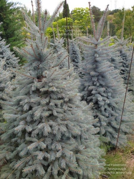 Ель голубая Глаука (Picea pungens Glauca) ФОТО Питомник растений Природа (91)