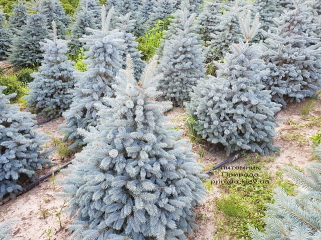 Ель голубая Глаука (Picea pungens Glauca) ФОТО Питомник растений Природа (93)