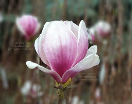 Магнолия Суланжа Кейт Брук (Magnolia Kate Brook) ФОТО Питомник растений Природа (1)