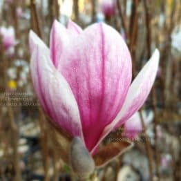 Магнолія Суланжа Кейт Брук (Magnolia Kate Brook) ФОТО Розплідник рослин Природа (4)