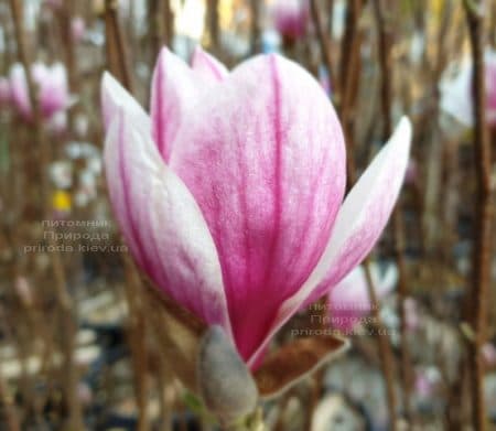 Магнолія Суланжа Кейт Брук (Magnolia Kate Brook) ФОТО Розплідник рослин Природа (4)