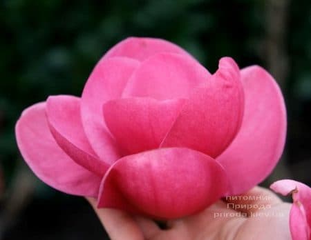 Магнолія Ватермелон (Magnolia Watermelon) ФОТО Розплідник рослин Природа