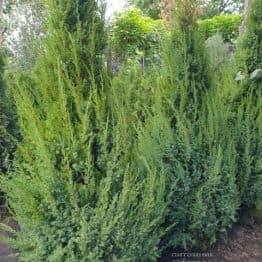 Ялівець китайський Обеліск (Juniperus chinensis Obelisk) ФОТО Розплідник рослин Природа (10)