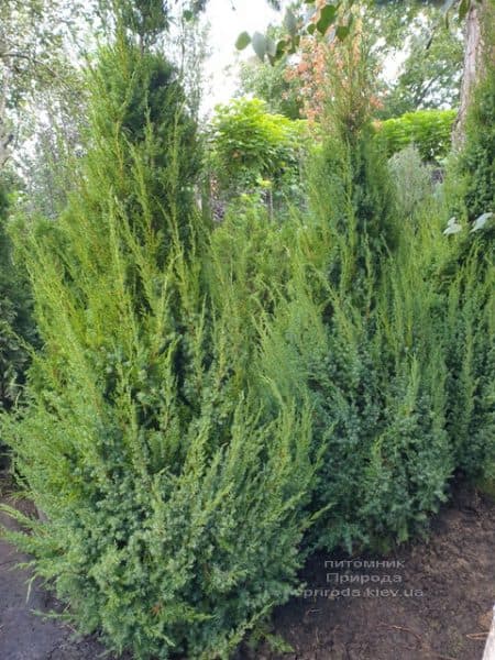 Ялівець китайський Обеліск (Juniperus chinensis Obelisk) ФОТО Розплідник рослин Природа (10)