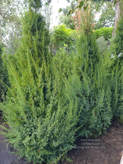 Можжевельник китайский Обелиск (Juniperus chinensis Obelisk) ФОТО Питомник растений Природа (10)