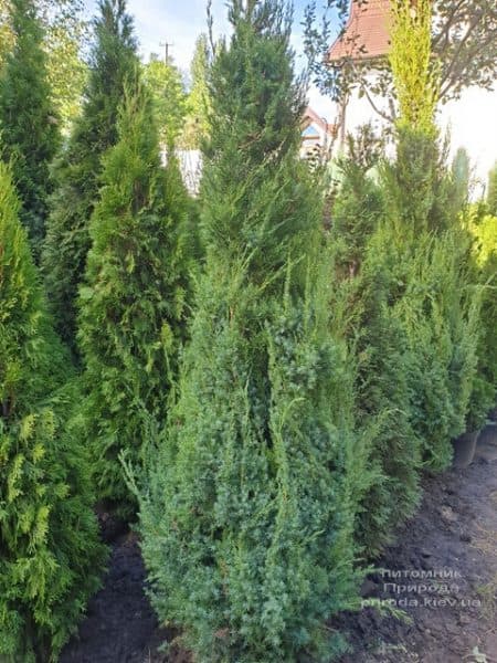 Ялівець китайський Обеліск (Juniperus chinensis Obelisk) ФОТО Розплідник рослин Природа (11)