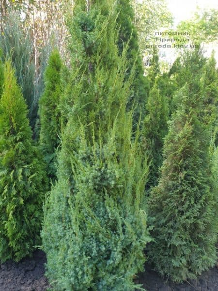 Можжевельник китайский Обелиск (Juniperus chinensis Obelisk) ФОТО Питомник растений Природа (12)