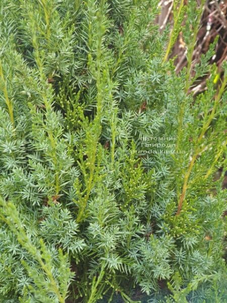 Ялівець китайський Обеліск (Juniperus chinensis Obelisk) ФОТО Розплідник рослин Природа (6)