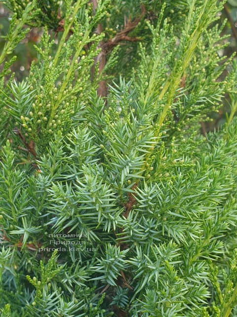Можжевельник китайский Обелиск (Juniperus chinensis Obelisk) ФОТО Питомник растений Природа (7)