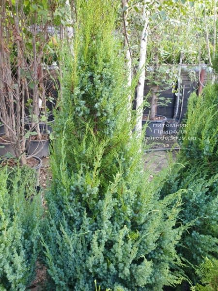 Ялівець китайський Обеліск (Juniperus chinensis Obelisk) ФОТО Розплідник рослин Природа (8)