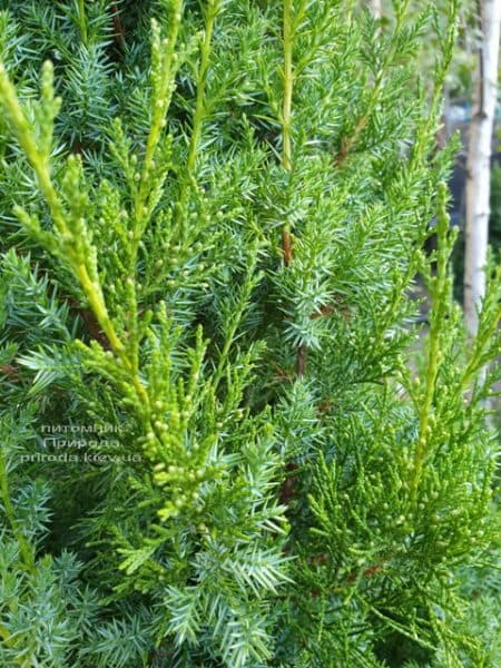 Ялівець китайський Обеліск (Juniperus chinensis Obelisk) ФОТО Розплідник рослин Природа (9)