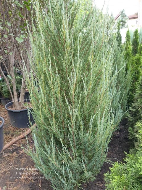 Можжевельник скальный Блю Арроу (Блю Эрроу) (Juniperus scopolorum Blue Arrow) ФОТО Питомник растений Природа (36)