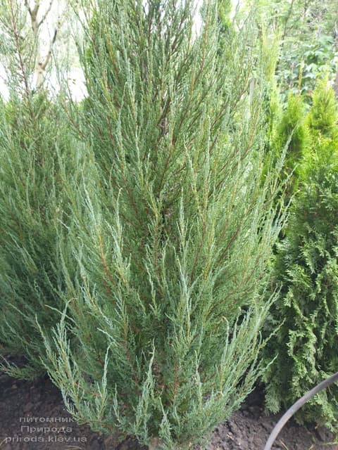 Ялівець скельний Блю Арроу (Блю Ерроу) (Juniperus scopolorum Blue Arrow) ФОТО Розплідник рослин Природа (37)