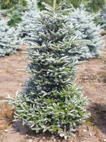 Ялиця корейська Сілберлок (Abies koreana Silberlocke) ФОТО Розплідник рослин Природа (10)