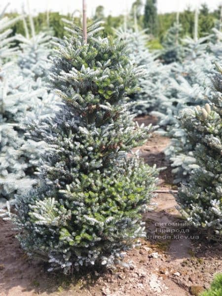 Ялиця корейська Сілберлок (Abies koreana Silberlocke) ФОТО Розплідник рослин Природа (11)