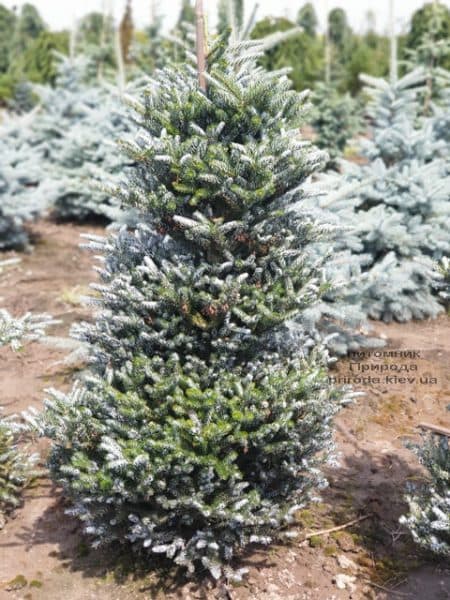 Ялиця корейська Сілберлок (Abies koreana Silberlocke) ФОТО Розплідник рослин Природа (12)