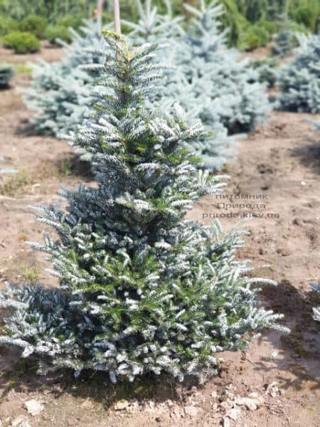 Ялиця корейська Сілберлок (Abies koreana Silberlocke) ФОТО Розплідник рослин Природа (13)