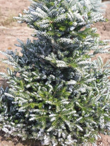 Ялиця корейська Сілберлок (Abies koreana Silberlocke) ФОТО Розплідник рослин Природа (14)