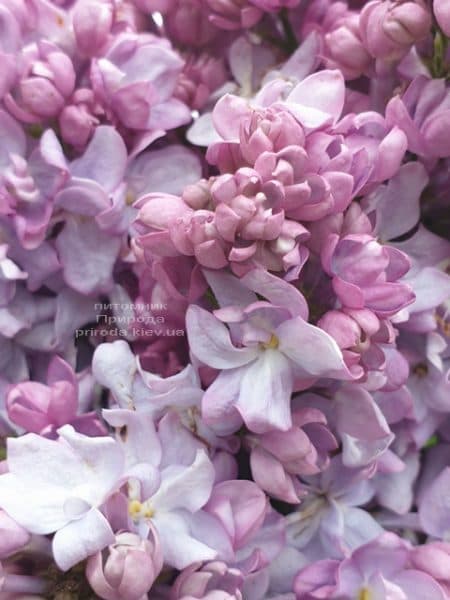 Сирень Кэтрин Хавемейер (Syringa vulgaris Kathrine Havemeyer) ФОТО Питомник растений Природа (12)