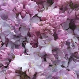 Сирень Кэтрин Хавемейер (Syringa vulgaris Kathrine Havemeyer) ФОТО Питомник растений Природа (15)