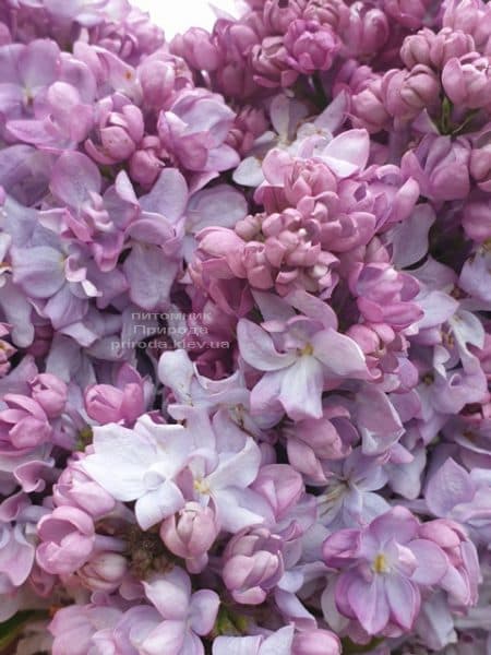 Сирень Кэтрин Хавемейер (Syringa vulgaris Kathrine Havemeyer) ФОТО Питомник растений Природа (15)