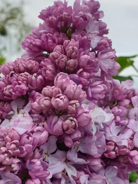 Бузок Кетрін Хавемейер (Syringa vulgaris Kathrine Havemeyer) ФОТО Розплідник рослин Природа (16)