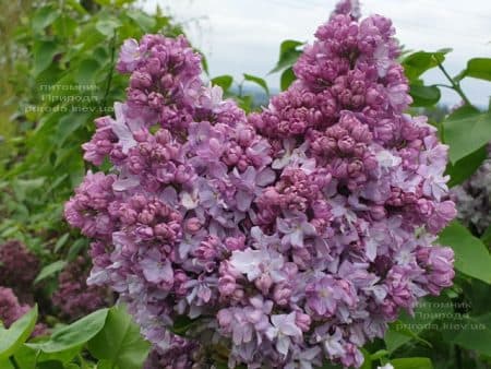 Бузок Кетрін Хавемейер (Syringa vulgaris Kathrine Havemeyer) ФОТО Розплідник рослин Природа (17)