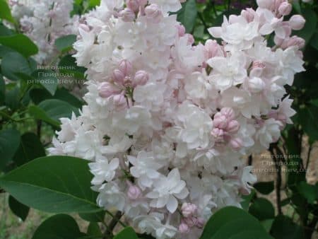 Сирень Красавица Москвы (Syringa vulgaris Krasawica Moskwy) ФОТО Питомник растений Природа (13)