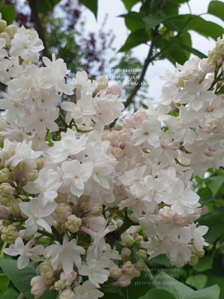 Бузок Красуня Москви (Syringa vulgaris Krasawica Moskwy) ФОТО Розплідник рослин Природа (14)