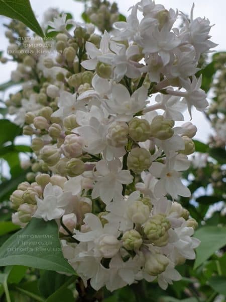 Бузок Красуня Москви (Syringa vulgaris Krasawica Moskwy) ФОТО Розплідник рослин Природа (15)