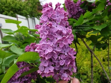 Сирень Людвиг Шпет (Syringa vulgaris Andenken an Ludwig Spath) ФОТО Питомник растений Природа (10)