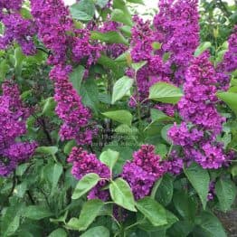 Бузок Людвіг Шпет (Syringa vulgaris Andenken an Ludwig Spath) ФОТО Розплідник рослин Природа (11)