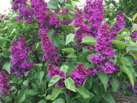 Бузок Людвіг Шпет (Syringa vulgaris Andenken an Ludwig Spath) ФОТО Розплідник рослин Природа (11)