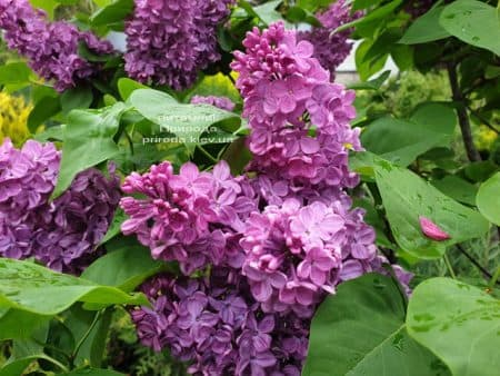 Сирень Людвиг Шпет (Syringa vulgaris Andenken an Ludwig Spath) ФОТО Питомник растений Природа (9)