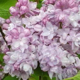 Сирень Олимпиада Колесникова (Syringa vulgaris Olimpiada Kolesnikova) ФОТО Питомник растений Природа (1)