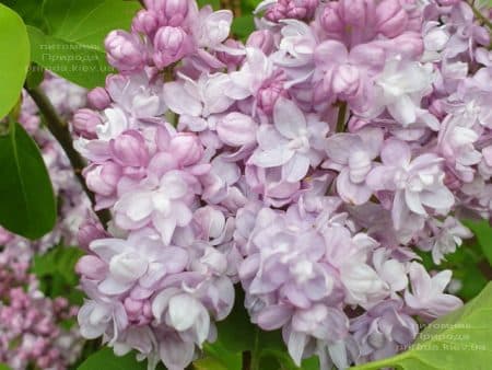 Бузок Олімпіада Колесникова (Syringa vulgaris Olimpiada Kolesnikova) ФОТО Розплідник рослин Природа (1)