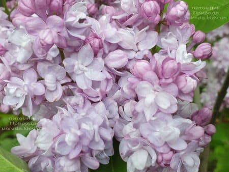 Бузок Олімпіада Колесникова (Syringa vulgaris Olimpiada Kolesnikova) ФОТО Розплідник рослин Природа (2)